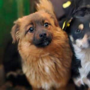 FLIPS (♂) - ausgereist zur Arche Noah Bidingen (AL)