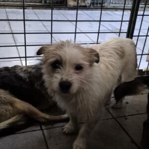 MORLIN (♀) - ausgereist zur Tierhilfe Lebenswert DR 09.01.26