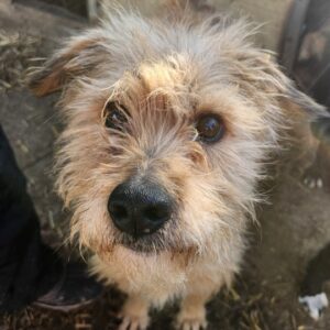 LILLIE (♀) - NOTFALL - Tumor im Nacken und Geschwür am Bein!