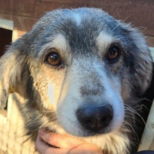 NIKO (♂) - NOTFALL - extrem dünn, große Bisswunde! - reserviert Tierhilfe Lebenswert DR 31.12.25