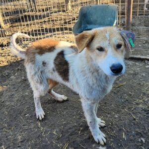 OISIN (♂) - NOTFALL - unrundes Gangbild, Hautprobleme