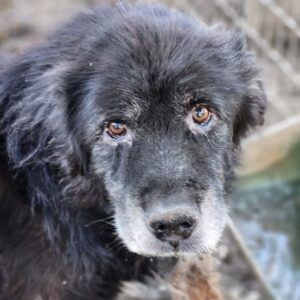 DIGIT (♂) - NOTFALL - viel zu dünn, eitrige Augen