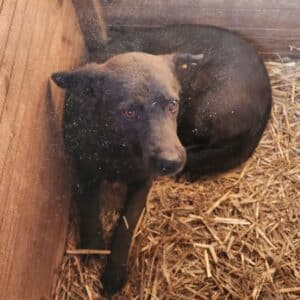 MIRI (♀) rechtes Vorderbein verletzt!