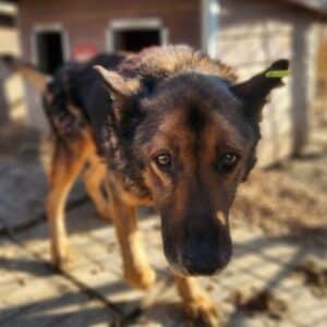 NIELAS (♂) - ausgereist zu Kathleen Müller (AL)