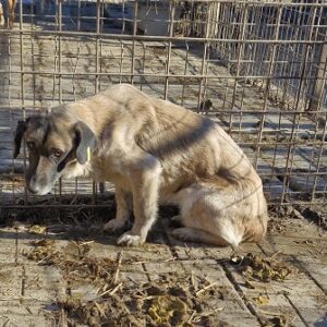 SOPHIA (♀) Bisswunde am Kopf/Ohr; etwas dünn