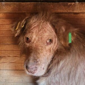 NURU (♂) - NOTFALL - massive Hautprobleme, entzündete Augen, zu dünn! - reserviert TH Lingen PM 08.01.