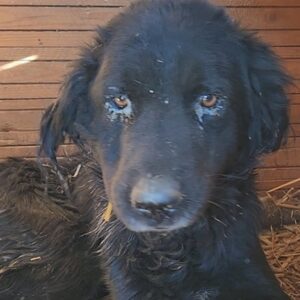 ANUBIS (♂) - NOTFALL - massive abgemagert, entzündete Augen!