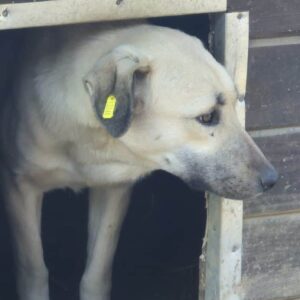 R1PLK261 (♂) - Notfall - extreme Schwellung am Penis