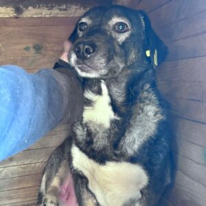 KAIMUKI (♂) - Verletzung am Bauch (11/25)