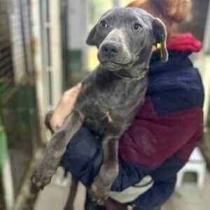 LILLJANA (♀) - reserviert Tierhilfe Lebenswert DR 28.01.26