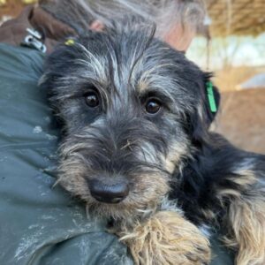 LIMETTE (♀) - reserviert TST (SAS 03.02.)