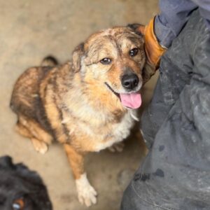 SAMMIE (♂) - seit 2022 im Shelter