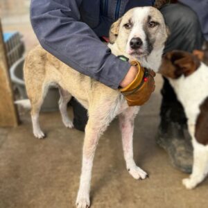 SHANIA (♀) - Hautprobleme in Behandlung, Bissverletzung, etwas zu dünn (03/26)