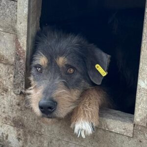 TJURE (♂) - humpelt, beginnende Hautprobleme!