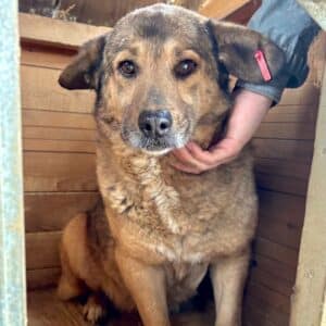 MONA (♀) - seit 2021 im Shelter