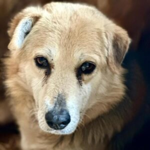 CLAUSI (♂) - Seniorenplatz gesucht (04/26)