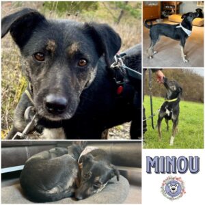 MINOU (♀) in 97953 Königheim