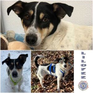 LILOFEE (♀) in 63928 Pfohlbach