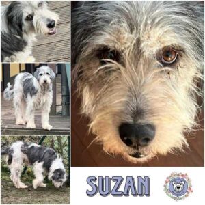 SUZAN (♀) in 92637 Weiden