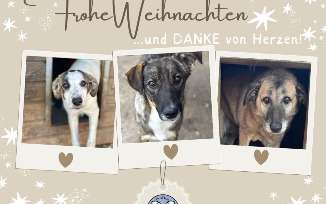 Frohe Weihnachten und ein herzliches Dankeschön von ProDogRomania e.V.! 🎄