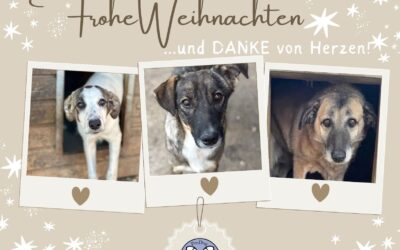 Frohe Weihnachten und ein herzliches Dankeschön von ProDogRomania e.V.! 🎄
