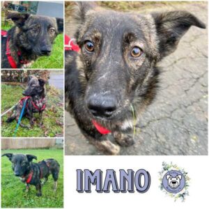 IMANO (♂) in 54531 Pantenburg