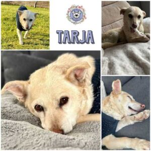 TARJA (♀) in 15806 Zossen