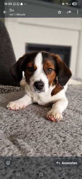 DULCIE (♀) in 16515 Oranienburg – Bild 6