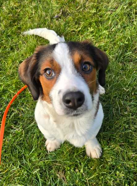 DULCIE (♀) in 16515 Oranienburg – Bild 5