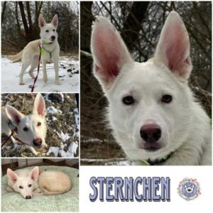 STERNCHEN (♀) in 12587 Berlin