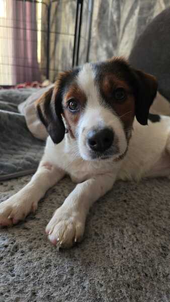 DULCIE (♀) in 16515 Oranienburg – Bild 7