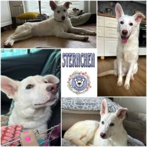 STERNCHEN (♀) in 12587 Berlin