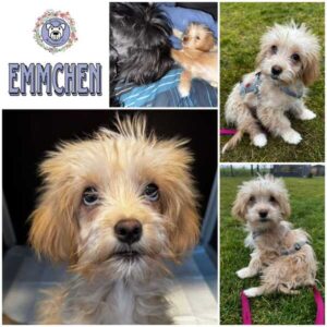 EMMCHEN (♀) in 15306 Seelow/ hat Interessenten