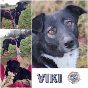 VIKI (♀) in 21493 Möhnsen - reserviert