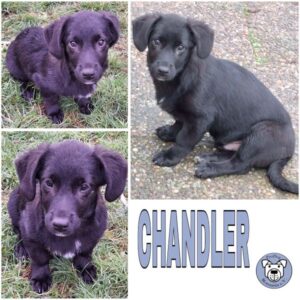 CHANDLER (♂) in 55595 Gebroth