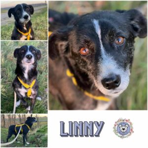 LINNY (♀) 18311 Ribnitz Damgarten