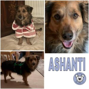 ASHANTI (♂) in 97236 Randersacker