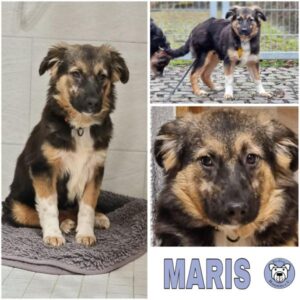 MARIS (♀) in 74214 Schöntal