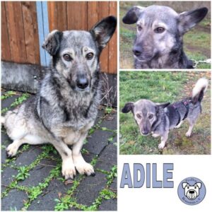 ADILE (♀) in 55595 Gebroth