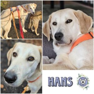 HANS (♂) in 63688 Gedern