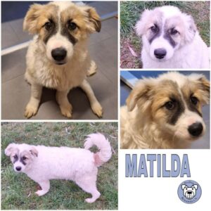 MATILDA (♀) 55595 Gebroth