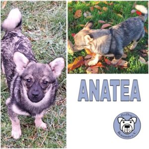 ANATEA (♀) in 55595 Gebroth