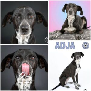 ADJA (♀) in 37697 Lauenförde