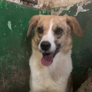 KINA (♀) - Notfall - große Bisswunde im Gesicht