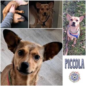 PICCOLA (♀) in 30982 Pattensen