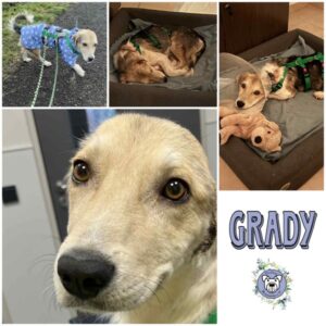 GRADY (♂) in 56566 Neuwied