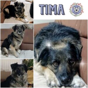 TIMA (♀) in 94572 Schöfweg