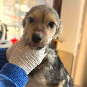 PEANUT (♂) - hat Parvo überlebt