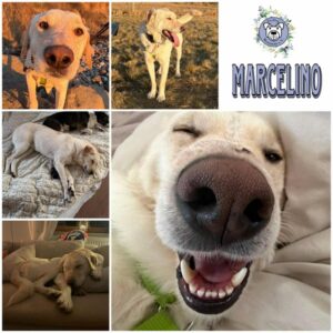 MARCELINO (♂) in 15370 Fredersdorf