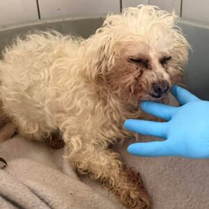 AYASE (♀) - blinde Mini-Omi - Interessenten (Betty 03.02.)